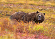 Grizzly Bear in autumn in Denali National Park and Preserve. FOTO: JEAN-PIERRE LAVOIE, WIKIMEDIA, CC-A 2.5 GL