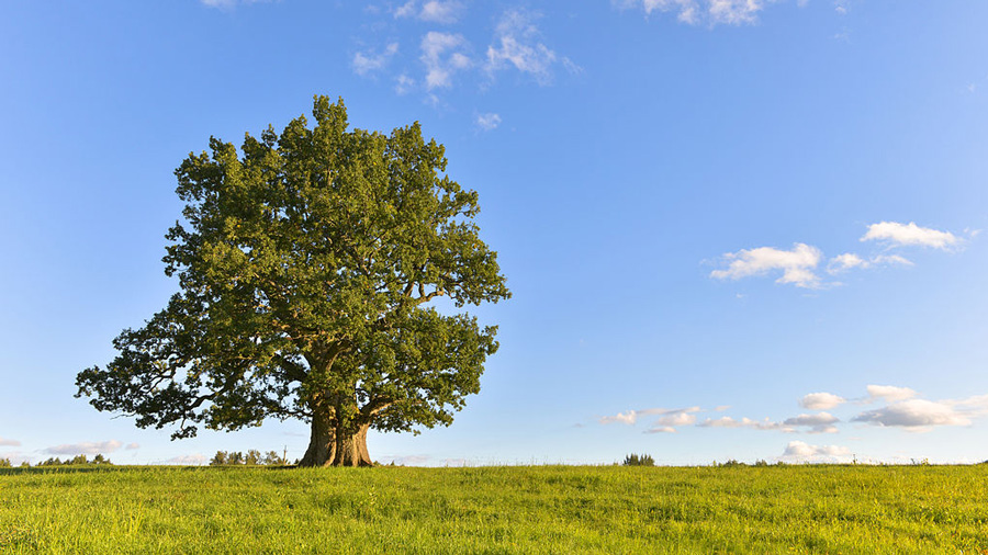 Tree in Estonia. PHOTO: ABRGET47J / CC-BY-SA 3.0 Unported