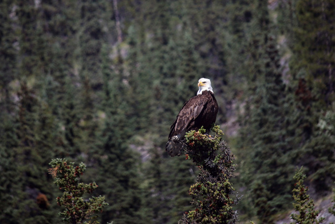 Weißkopfseeadler