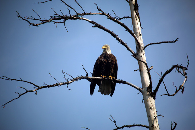 Weißkopfseeadler am Yukon