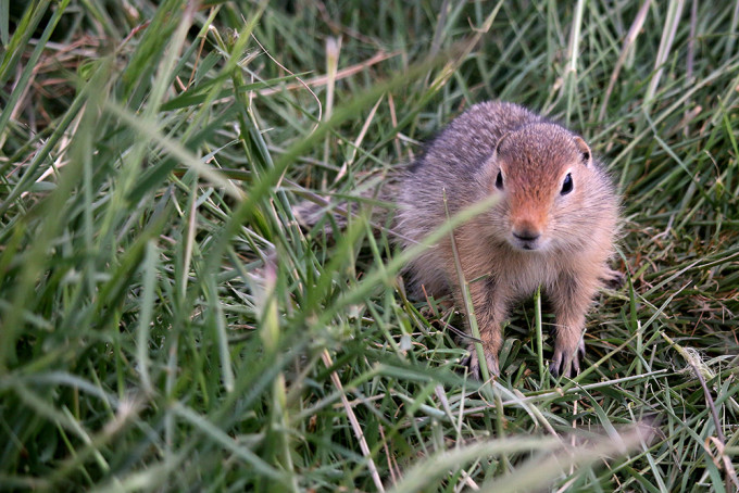 Erdhörnchen